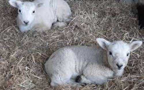 Zoetis Glanvac 6 Vaccine 500ml 250ml 100ml Cheesy Gland (CLA) Sheep Goats Health - Picture 9 of 14