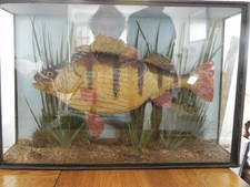 Taxidermy Perch in 3 sided glass case PERCA FLUviatilis pre cites not endangered
