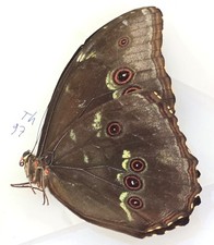 97 Nymphalidae