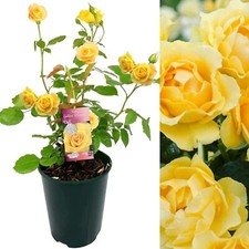 Golden Wedding Rose Plant - 50th Wedding Anniversary Gift - Living Plant Gift