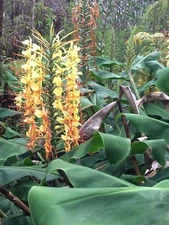 5 Large TUBERS ~ HAWAIIAN KAHILI GINGER PLANT bulb butterfly Rhizome From Hawaii