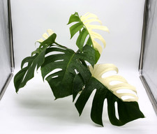 Monstera Albo Borsigiana Variegated Top Cutting Rooted