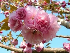 Kwanzan Japanese Cherry Tree- Pink Flowering 1-2 ft tall live tree 