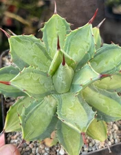 Agave potatorum ‘Becky’ variegated Succulent Cactus Plant