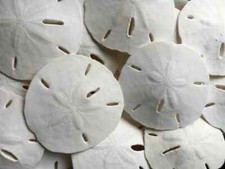 500 Florida Sand Dollars 2" to 4" - Craft/Wedding/Sea Shells