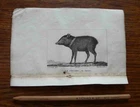 19th century animal engraving - the peccary 1825