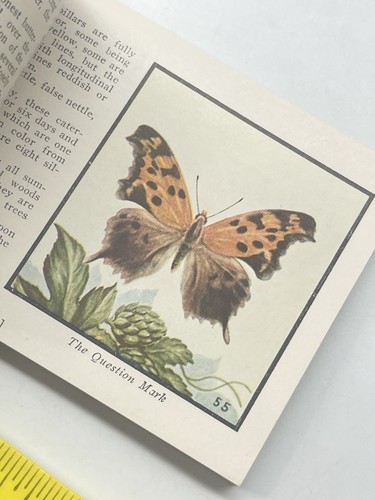 Whitman Publishing Company Lot Of 4 Books Illustrated Nature Wildflowers Birds - Foto 14 di 20
