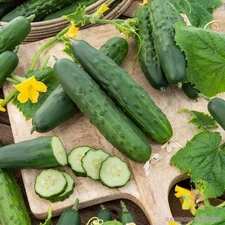 25+ Marketer Cucumber Seeds for Garden Planting - USA - FREE SHIPPING!