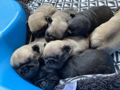 Pure Bred Pug Puppy Can Ship To Melbourne Dogs Puppies Gumtree Australia Gosford Area Terrigal 1258092638
