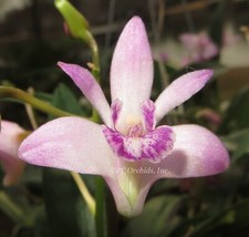 Dendrobium kingianum - VERY FRAGRANT 