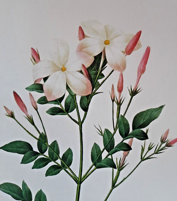 Botanical Pierre Joseph Redoute White Flower JASMINUM GRANDIFLORUM Print 68