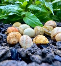 3 Yellow Pumpkin Nerite Snails Clithon sowerianum Freshwater Snails