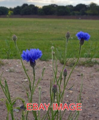 FOTO KORNBLUMEN ICH DACHTE DAS LEUCHTENDE BLAU DIESER BLUMEN FIEL UNS GANZ AUF