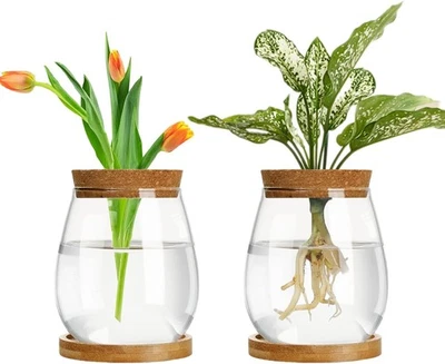 2x Glass Propagation Vases with Cork Stoppers and Wooden Tray – Desktop - Image 1 of 4