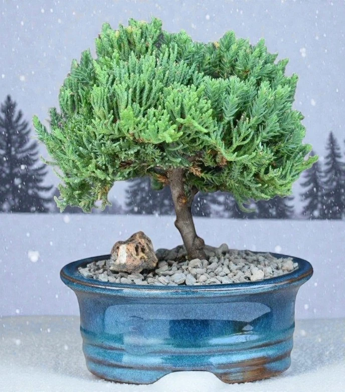 Juniper Bonsai Finished Bonsai Bonsais for sale | eBay