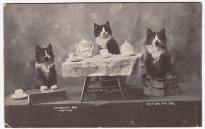 Postcard Three Kittens Cats ''Waiting for Tea'' Sitting at Table, 1907 CE Bullard