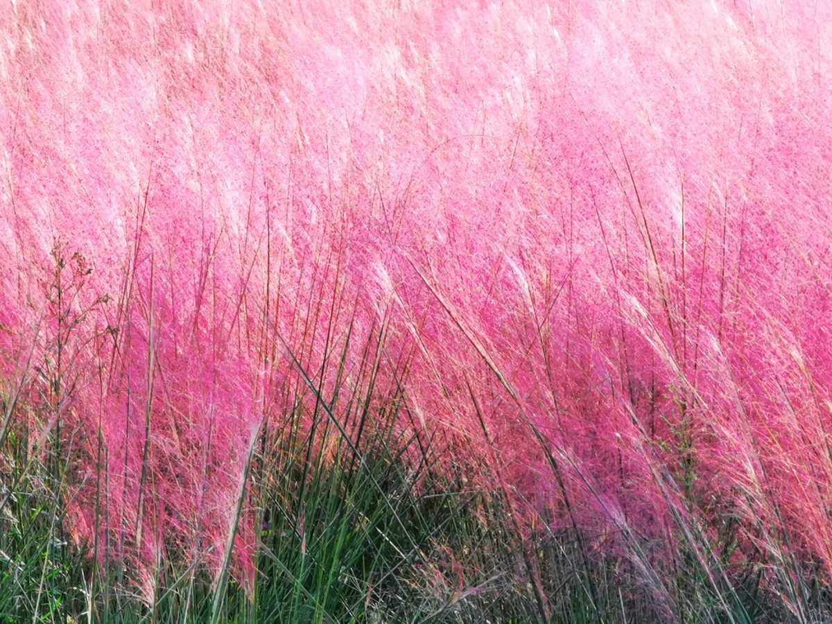 100 Pink Muhly Grass Seed Muhlenbergia capillaris eBay