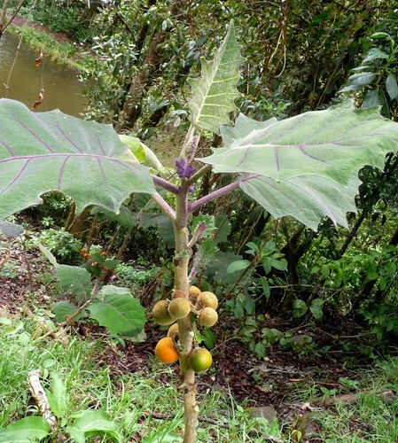 Solanum quitoense 5 seeds Worldwide