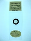 Vintage microscope slide by R.Gosden. Coscinodiscus lactucae.