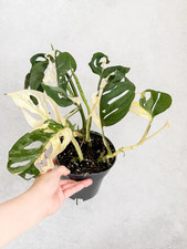 Monstera Adansonii Japanese Tricolour Variegated Rooted Cutting Rare Plant