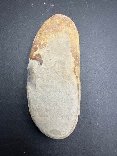 Tullimonstrum gregarium fossil - Carboniferous - Illinois - counter slab - rare - Picture 6 of 6