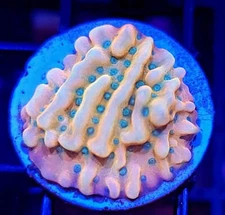 ASD Rainbow Phoenix Montipora * Live Coral Frag * AJs Aquariums