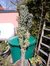 Kaktus zu verkaufen 150 cm groß