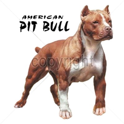 x large pit bulls