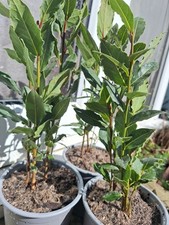 Laurus Nobilis Bay Laurel | Evergreen Garden Shrub Culinary Herb 13cm Pot