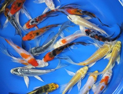5 pack of 3 inch Butterfly Koi Live for fish tank, koi pond or aquarium