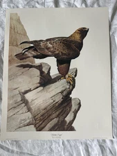 guy coheleach signed print “ Golden Eagle” Aquila Chrysaetos.Raptor Series. ￼