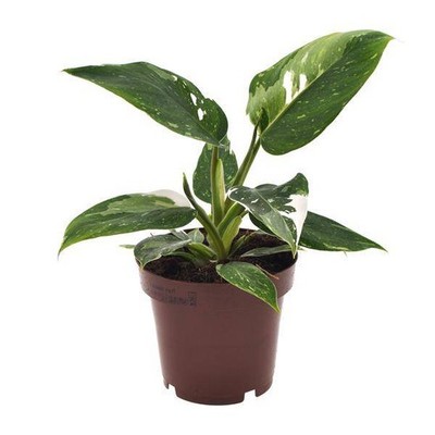 Philodendron White Princess Zimmerpflanze Ø12cm  25cm   für Wohnzimmer & Büro