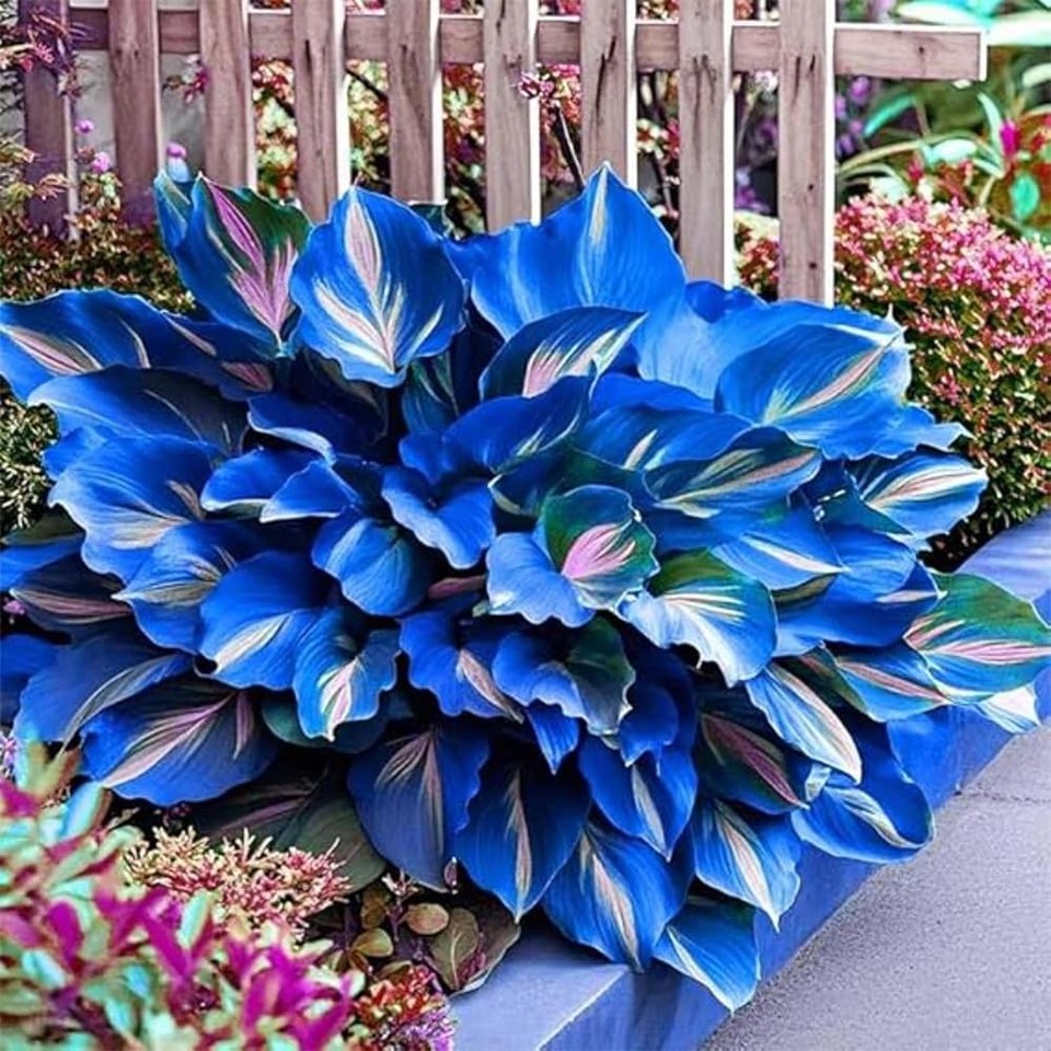 Mixrug 207+ Hosta Seeds Blue for Planting Outdoors - Rare Hostas Mixed ...