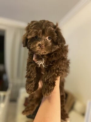gumtree teddy bear puppies