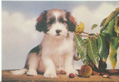 Tiere Postkarte - Hunde - Tibet Apsos Welpe A7712