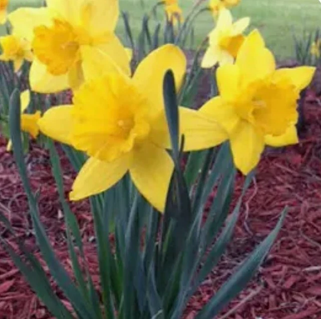 12 Dutch Master Daffodils Bulbs - Image 2 of 3