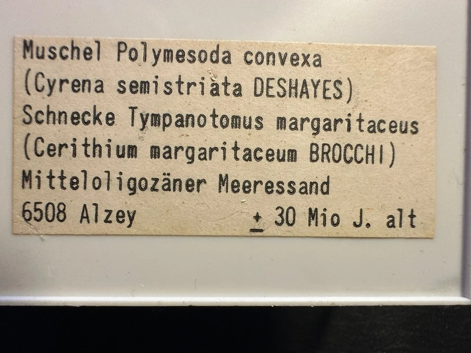 muschel fossil Polymesoda - Bild 2 von 2