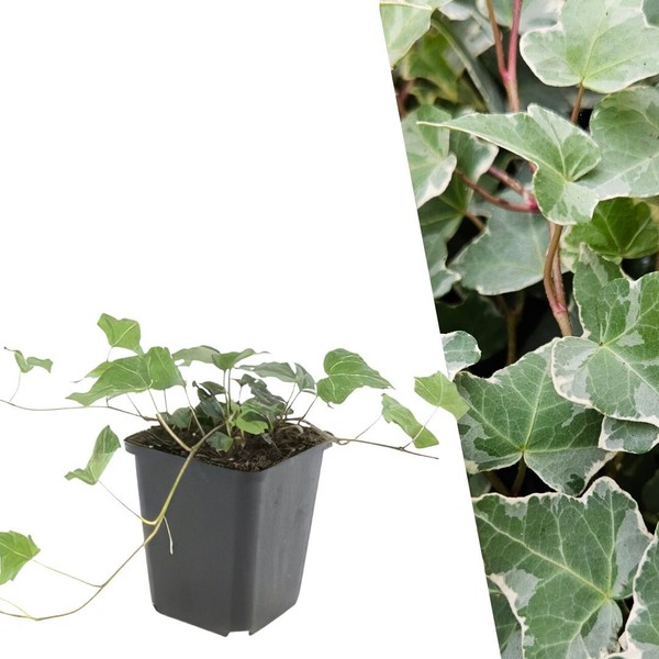 Efeu Pflanzen 6 StüCk - Bodendecker Winterhart - Hedera Helix 'Glacier'-image
