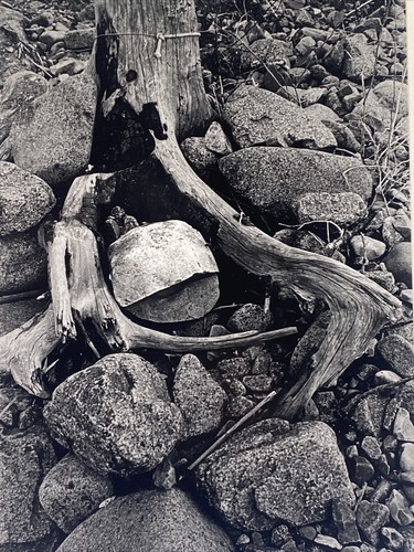 Mark Jacobs SIGNED Matted Photograph Maine USA Tree Roots on Rocky Shore 1970 - 第 3/6 張圖片