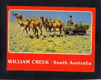 F1150 Australia SA William Creek Camel Cart postcard