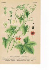 Bryonia Dioica - Red Berry Hedge Bindweed LITHOGRAPHY from 1910
