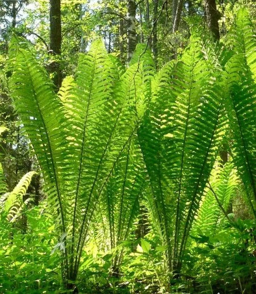 Shuttlecock Fern Plant Gigantic XXXL matteuccia struthi Delivered to your door