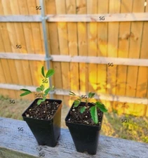 Mimosa Pudica Shy Sensitive 2 small live plant PLEASE SEE DESCRIPTION BEFORE PUR