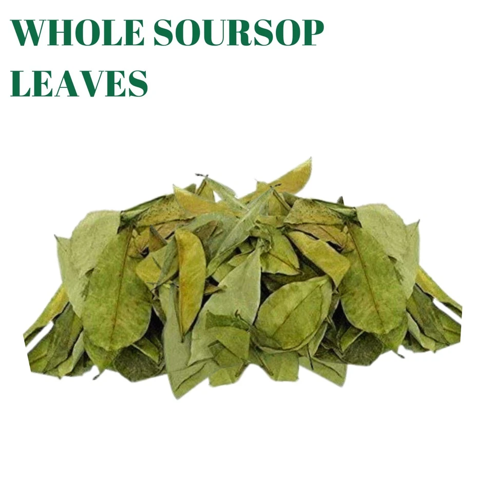 Hojas de Guanábana, Graviola Natural, Hojas de Guanábana, Guanábana de Té Foto 4 de 4
