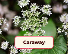 900 Caraway Seeds Flower Herb Gardening Plant Seed Packet, Free Shipping