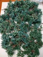 100 palm trees for models, railroads, wargaming, dioramas, etc.  Two varieties