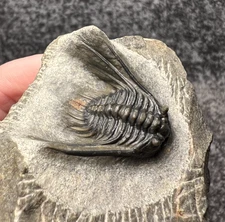 Leonaspis sp. Trilobite Fossil – Beautiful, detailed preparation