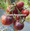 Indexbild 3 - Tomaten Samen Überredung rosa gestreifte Tomate Bio NON GMO Ukraine 20 Samen D