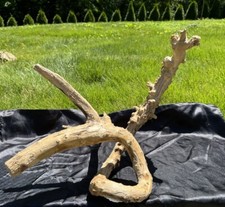 Spalted Maple Wood Aquarium Terrarium Crafts Home Decor Taxidermy Garden Decor