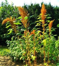 Amaranth Golden Giant - 100+ seeds - BEAUTIFUL and YIELDING!